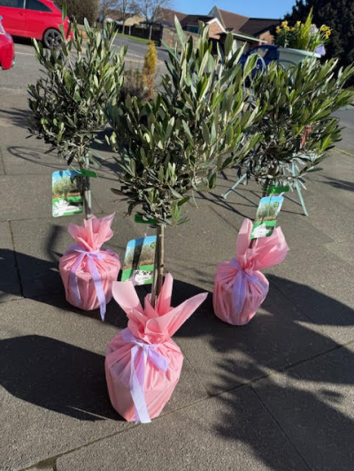 Olive Tree - A gorgeous standing Olive Tree, gift wrapped and tied with a ribbon. 

A perfect gift for a garden lover.